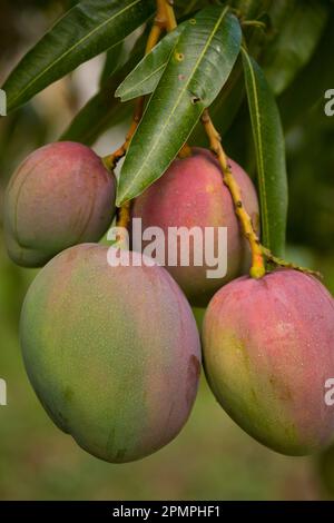 Mangoes on a tree; Jamaica, West indies Stock Photo