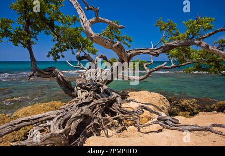 Gnarled tree on the beach; Treasure Beach, Jamaica, West Indies Stock Photo