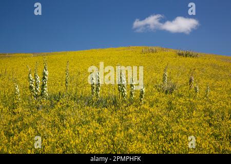 Solitary cloud over a field of sweet clover with yucca plants; North Dakota, United States of America Stock Photo