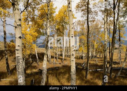 Grove of aspen trees in autumn hues in a hilly landscape, Blacktail Plateau Drive, Yellowstone National Park, Wyoming, USA Stock Photo