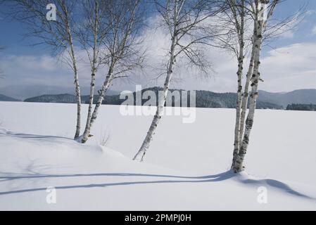 White birch trees on the edge of snow-covered Lake Placid, New York, USA; New York, United States of America Stock Photo
