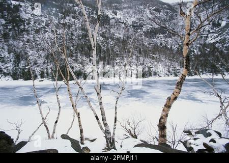 White birch trees above frozen Upper Cascade Lake, Adirondack Mountains, New York, USA; New York, United States of America Stock Photo