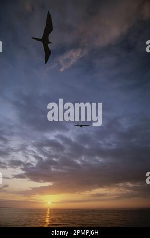 Birds float on the breeze over the water at sunset; Fernandina Island, Galapagos Islands, Ecuador Stock Photo