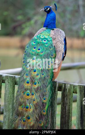 Peacock (Pavo species) sits on a fence, its colourful feathers behind him; Middleton Place, South Carolina, United States of America Stock Photo