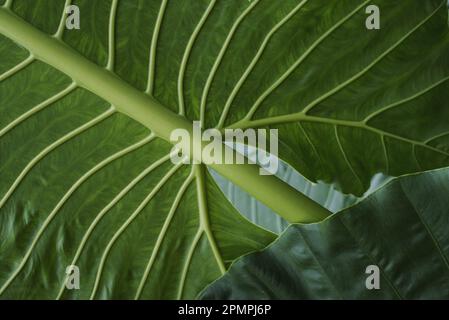 Close view of the underside of rainforest foliage; Costa Rica Stock Photo