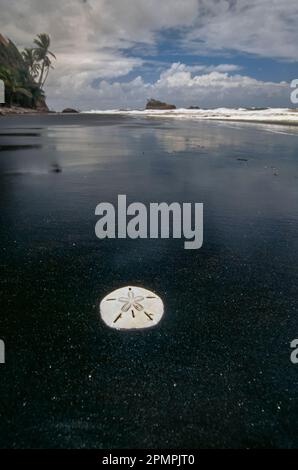 Sand dollar sits in the still, black water that comes from a mixture of sea water and volcanic soil, with a view of the surf crashing along the Dom... Stock Photo
