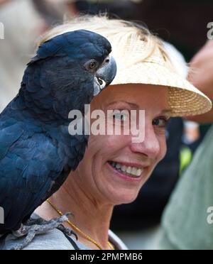 Portrait of a Red-tailed black cockatoo (Calyptorhynchus banksii) on a woman's shoulder; Australia Stock Photo