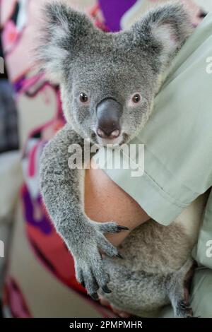 Koala bear (Phascolarctos cinereus) held in an embrace in Australia; Australia Stock Photo