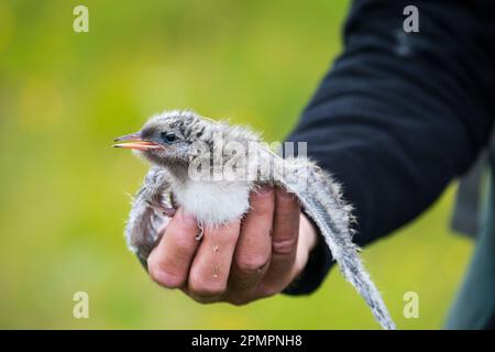 Researcher holding an Arctic tern chick (Sterna aradisaea); Flatey Island, Iceland Stock Photo