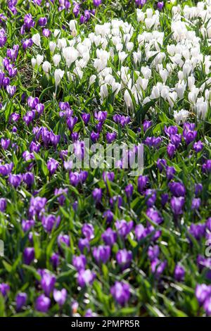Amsterdam, The Netherlands, 23 March 2023: The annual opening of the Keukenhof gardens has begun, with spring bulbs including these densely planted tu Stock Photo