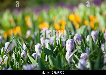 Amsterdam, The Netherlands, 23 March 2023: The annual opening of the Keukenhof gardens has begun, with spring bulbs including these densely planted tu Stock Photo