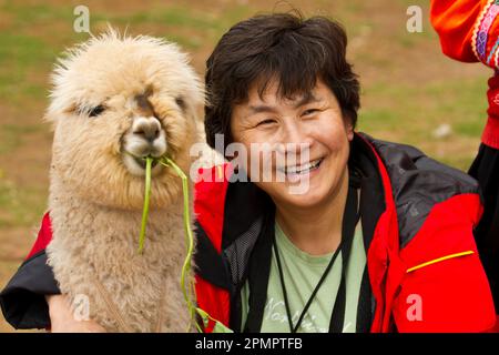 Chinese American tourist with a llama (Lama glama) at Machu Picchu; Machu Picchu, Peru Stock Photo