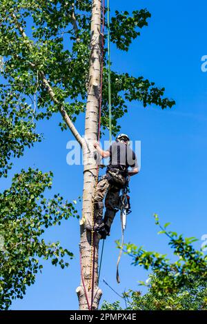 Male worker climbing and trimming branches on a tree with blue sky; Calgary, Alberta, Canada Stock Photo