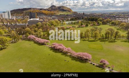 Aerial view of Edinburgh's Meadows in bloom. Stock Photo