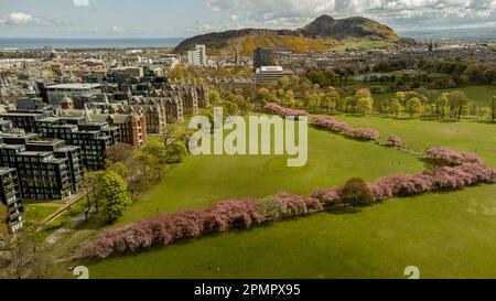 Aerial view of Edinburgh's Meadows in bloom. Stock Photo