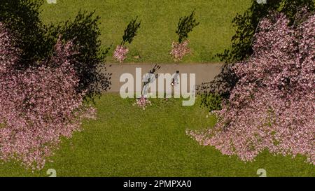 Aerial view of Edinburgh's Meadows in bloom. Stock Photo