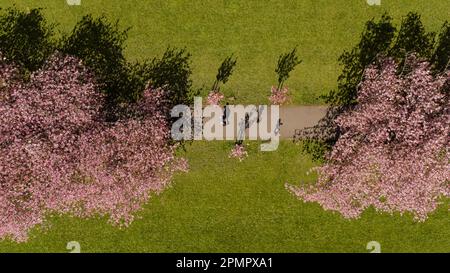 Aerial view of Edinburgh's Meadows in bloom. Stock Photo