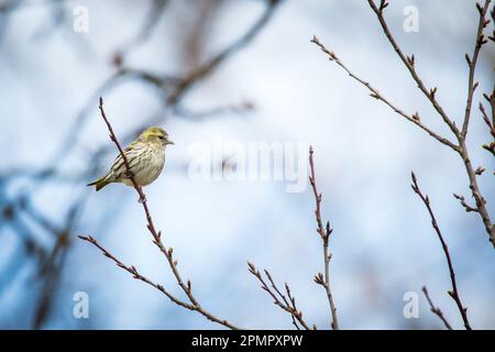 Female siskin, black-headed goldfinch (Spinus spinus) Stock Photo