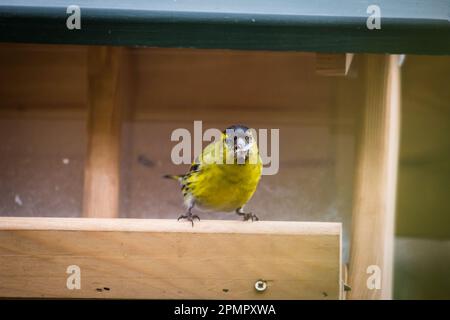 Male siskin, black-headed goldfinch (Spinus spinus) Stock Photo