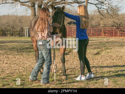 A lady is holding a horse while another lady is grooming it's hair. Stock Photo
