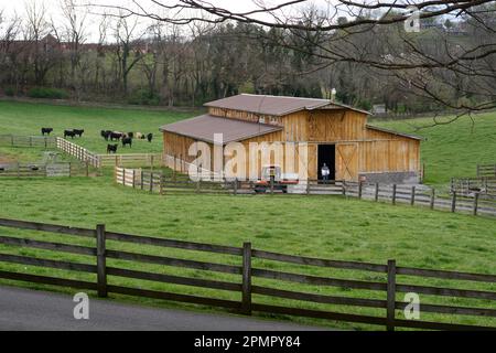 A farmworker prepares to feed a herd of cattle in a pasture beside a barn in rural. Virginia, USA. Stock Photo