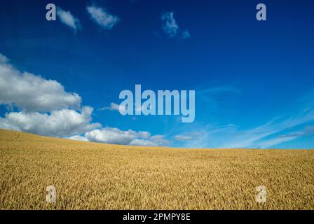 Field of wheat in Berwickshire, Scottish Borders, UK Stock Photo