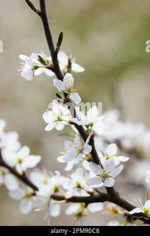 blackthorn (prunus spinosa) in flower in early spring Stock Photo