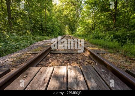 Looking down an old abandones railway line through a forest Stock Photo