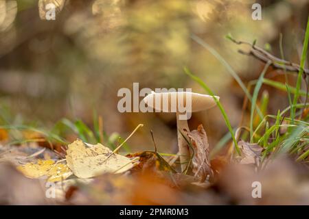 Hygrophorus hypothejus herald of the winter mushroom at fall in a forest Stock Photo