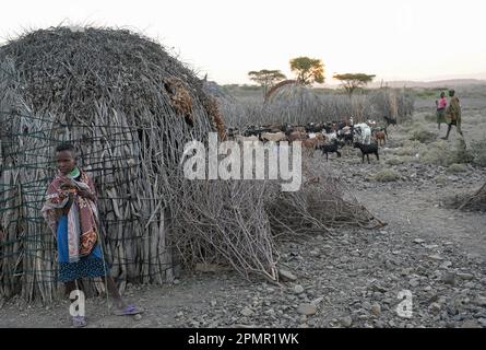 KENYA, Turkana, village Nariokotome, homestead of Turkana pastoral tribe, family with goats, the region suffers from lack of rain for several years / KENIA, Turkana, Dorf Nariokotome, Turkana Viehhirten, Familie mit Ziegenherde, die Region leidet seit Jahren unter Dürre Stock Photo