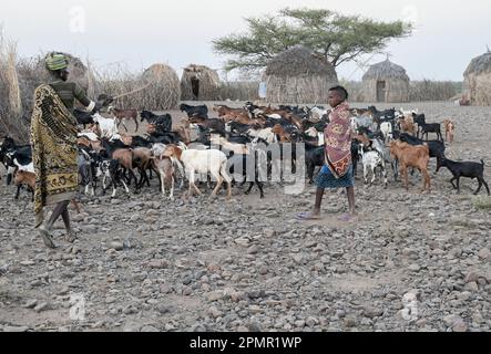 KENYA, Turkana, village Nariokotome, homestead of Turkana pastoral tribe, family with goats, the region suffers from lack of rain for several years / KENIA, Turkana, Dorf Nariokotome, Turkana Viehhirten, Familie mit Ziegenherde, die Region leidet seit Jahren unter Dürre Stock Photo