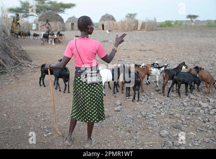 KENYA, Turkana, village Nariokotome, homestead of Turkana pastoral tribe, family with goats, woman counting her goats, the region suffers from lack of rain for several years / KENIA, Turkana, Dorf Nariokotome, Turkana Viehhirten, Familie mit Ziegenherde, Frau zählt ihre Ziegen, die Region leidet seit Jahren unter Dürre Stock Photo