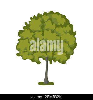 Basswood tree with lush crown, flat style vector illustration Stock Vector