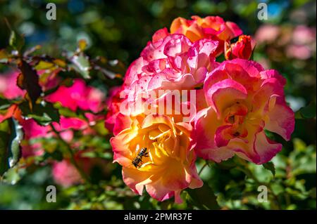 Macro shot of a fully opened pink and yellow rose (rosaceae) with a bee sitting on it. Stock Photo