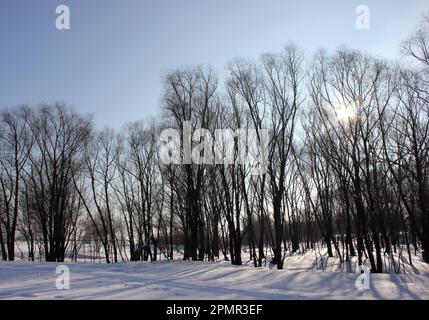 Winter park with trees in winter Stock Photo