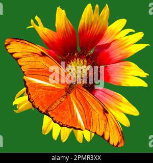 Dryas iulia (often incorrectly spelled julia), commonly called the Julia butterfly, Julia heliconian, the flame, or flambeau on a Blanket flower Stock Photo