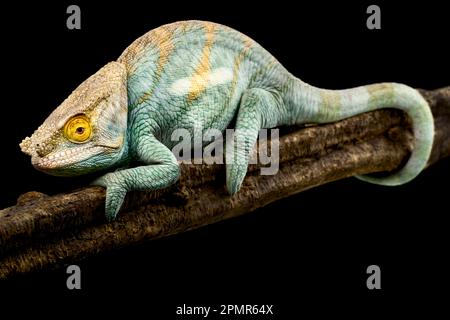 Parsons chameleon  (Calumma parsonii) male Stock Photo