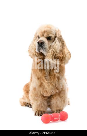 American Cocker Spaniel sits in front of a white background. The dog is neatly trimmed and combed. Animal care. Stock Photo