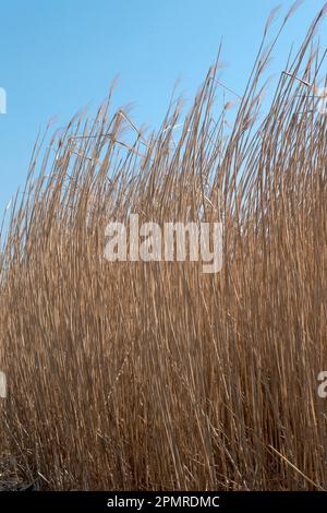 Giant Chinese reed (Miscanthus x giganteus Stock Photo - Alamy