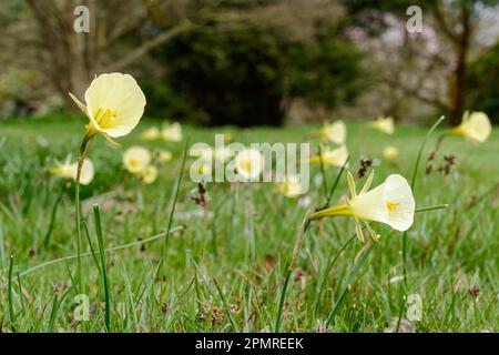 Lemon Yellow Hoop Petticoat Daffodil (Narcissus bulbocodium) Stock Photo