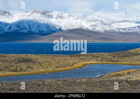 Chilean chilean flamingo (Phoenicopterus chilensis), in Torres del Paine National Park, Chilean Patagonia, Chile Stock Photo