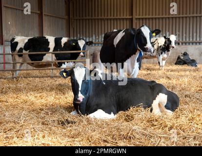 Domestic Cattle, Holstein Friesian type dairy cows, herd standing in ...