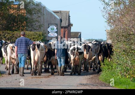 Domestic Cattle, Holstein dairy cows, farmers bringing herd in for milking, Hutton, Preston, Lancashire, England, United Kingdom Stock Photo