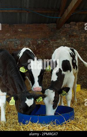 Domestic cattle, Holstein Friesian calves, dairy young animals eating dry feed from the bucket, England, Great Britain Stock Photo