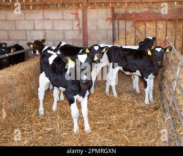 Domestic Cattle, Holstein Friesian type dairy calves, standing on straw bedding in shed, on organic farm, Shropshire, England, United Kingdom Stock Photo