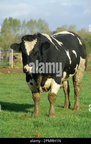Domestic cattle, Belgian blue bull, standing in the field, England, Great Britain Stock Photo
