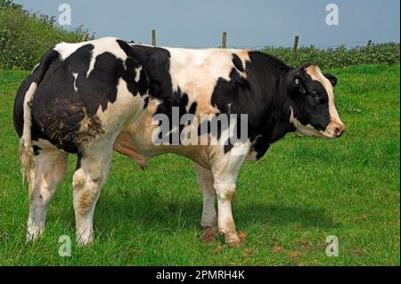 Domestic cattle, Belgian blue bull calf, standing in the field, England, Great Britain Stock Photo