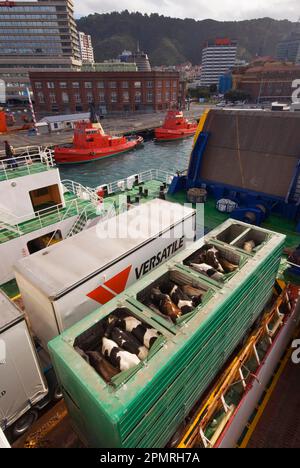 Domestic cattle, live cattle transported in trailers by ferry from the North Island to the South Island, New Zealand Stock Photo