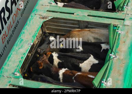 Domestic cattle, live cattle transported in trailers by ferry from the North Island to the South Island, New Zealand Stock Photo