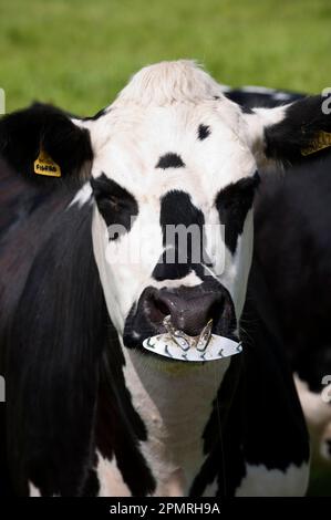 Domestic cattle, Normandy crossbred dairy cow, with nose plate to prevent sucking on other cows' udders, close-up of head, Cumbria, England, Great Stock Photo